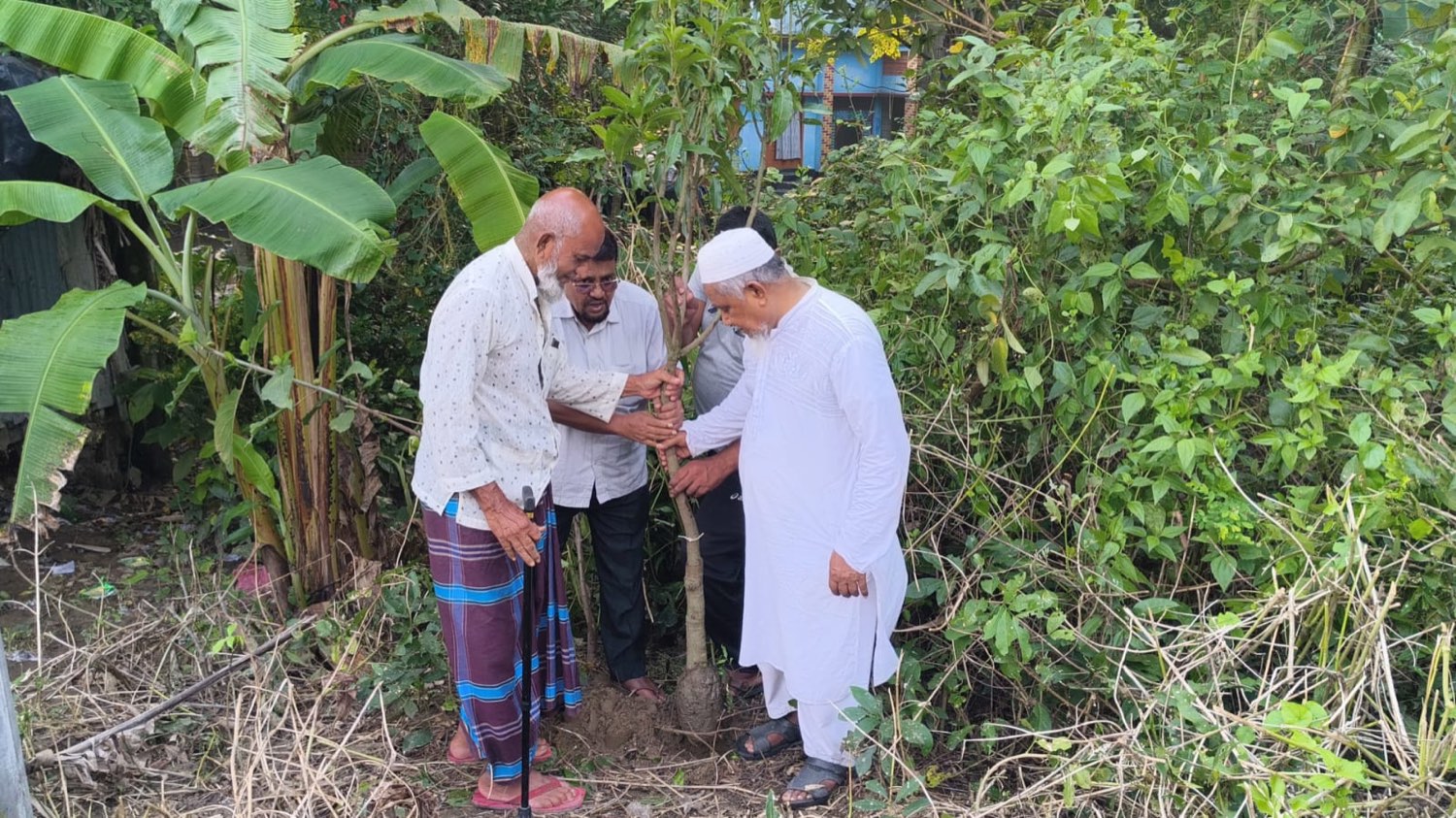 Village elders firming the soil around a newly planted tree