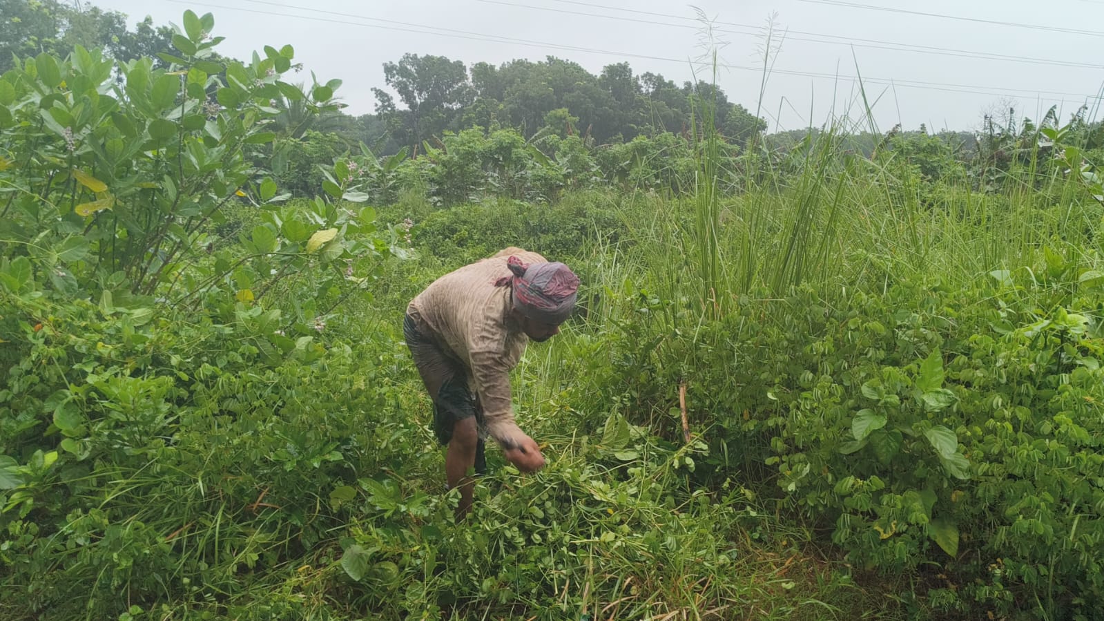 Volunteer preparing ground for saplings