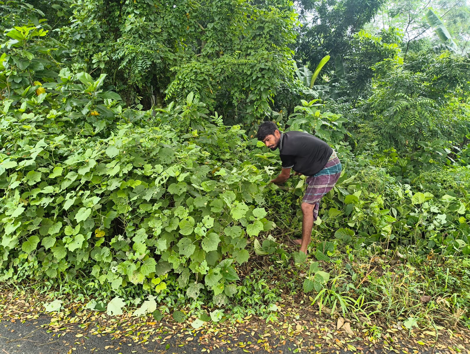 Volunteer clearing undergrowth for planting