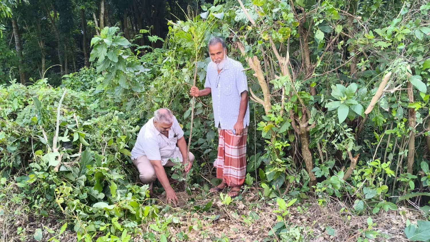 Two volunteers planting a sapling in cleared roadside ground