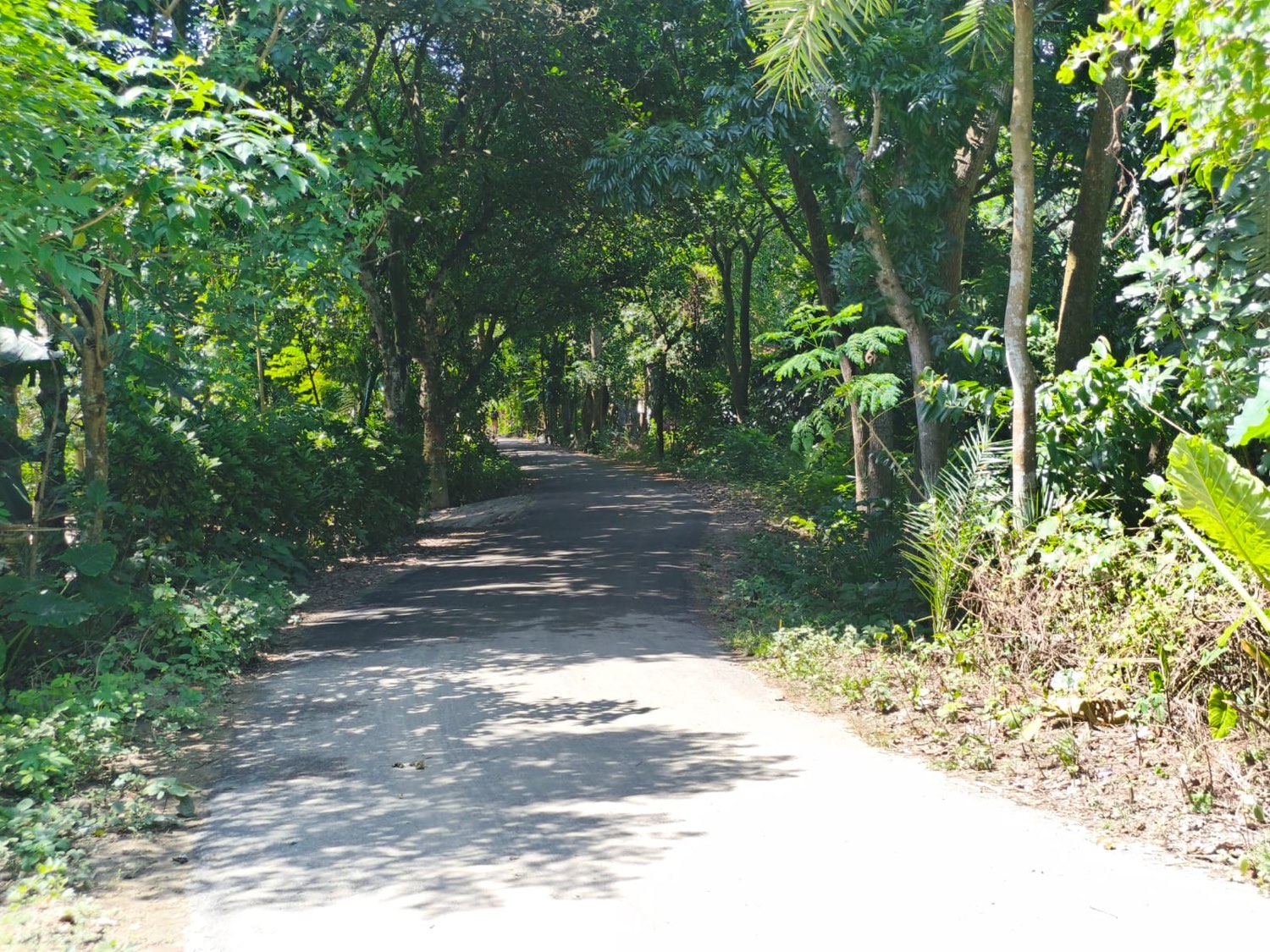 A shaded village road with cleared verges on both sides