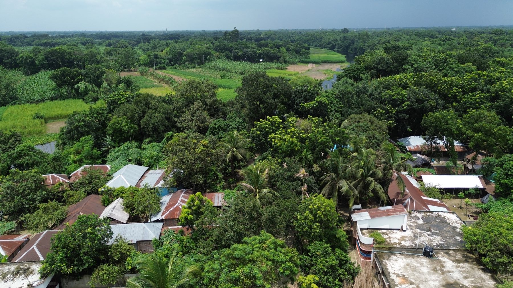 Aerial close view of village rooftops beneath mango trees